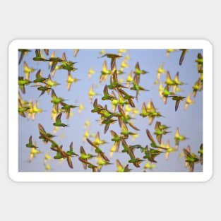 Budgerigars Sticker